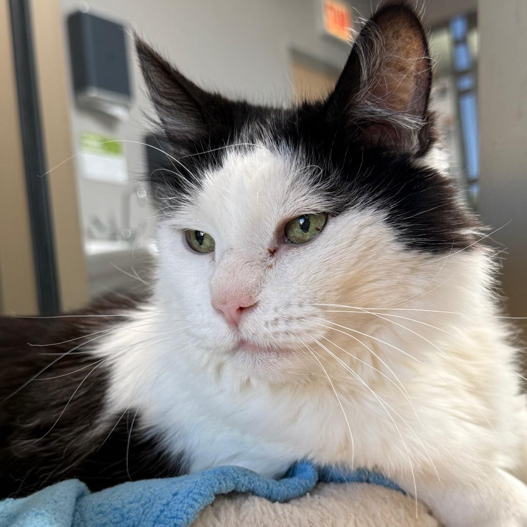 Enlarge Maximus, a Adoptable Domestic Long Hair in Chicago, IL image 2/4
