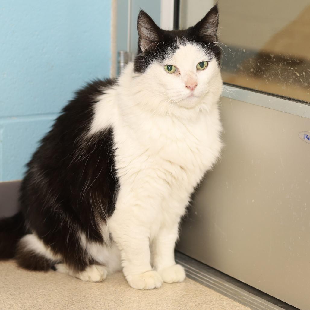 Maximus, a Adoptable Domestic Long Hair in Chicago, IL image 3/6