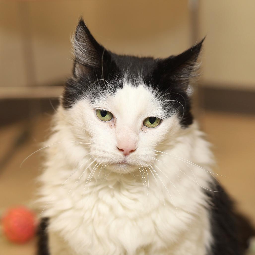 Maximus, a Adoptable Domestic Long Hair in Chicago, IL image 4/6