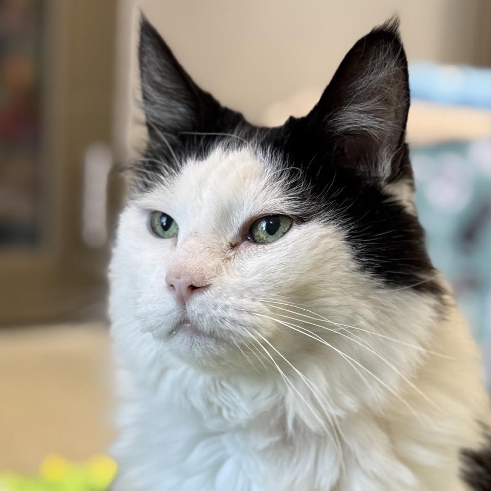 Enlarge Maximus, a Adoptable Domestic Long Hair in Chicago, IL image 3/4