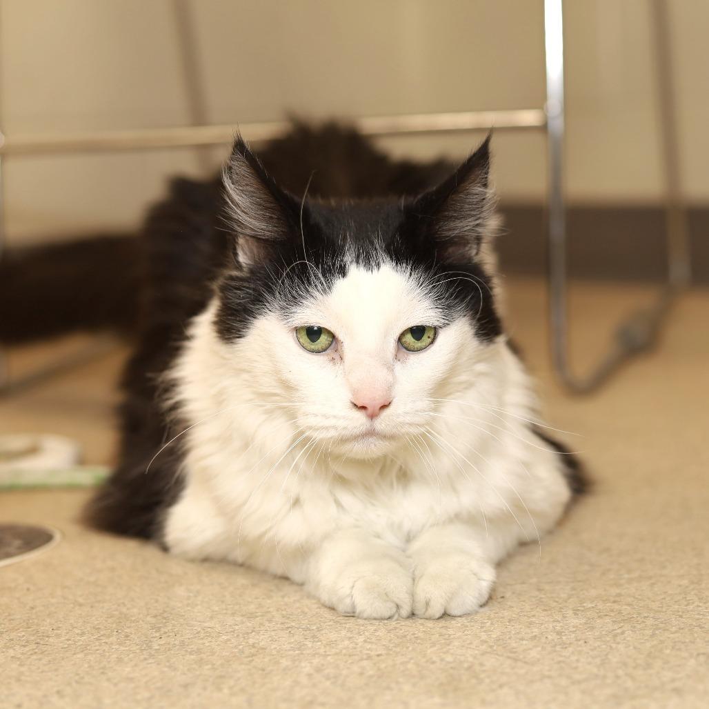 Maximus, a Adoptable Domestic Long Hair in Chicago, IL image 5/6