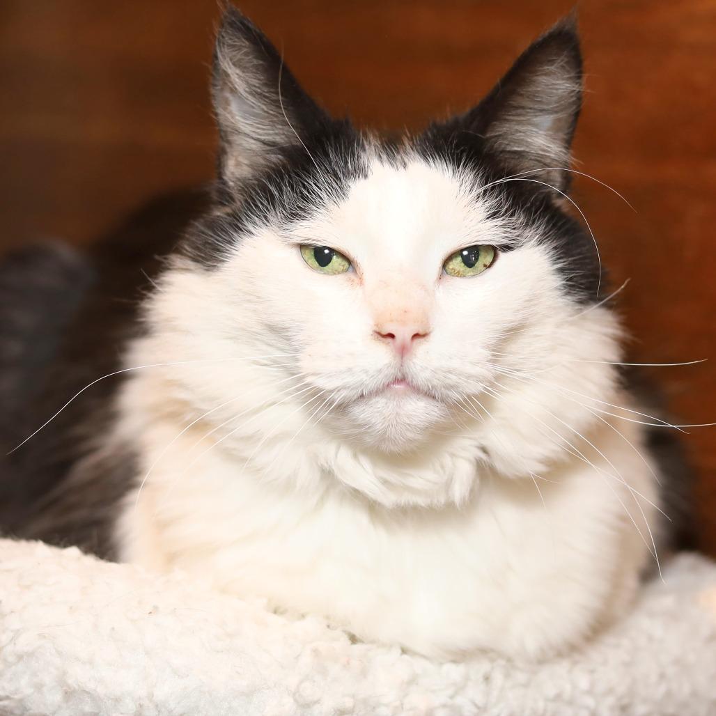 Maximus, a Adoptable Domestic Long Hair in Chicago, IL image 6/6