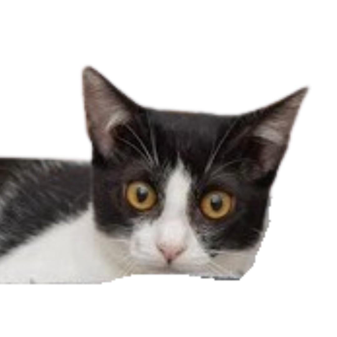 JESSE, Adoptable, Young Female Domestic Short Hair.