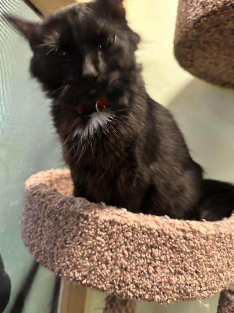 Candy Cane, Adoptable, Young Female Domestic Short Hair.