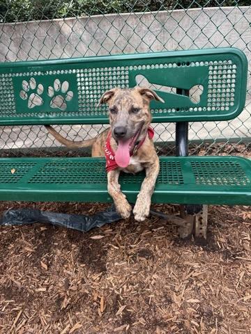 Enlarge Wrangler - Courtesy Listing see info, a Adoptable mixed breed in Polson, MT image 6/6