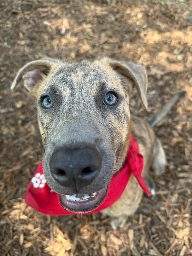 Enlarge Wrangler - Courtesy Listing see info, a Adoptable mixed breed in Polson, MT image 3/6