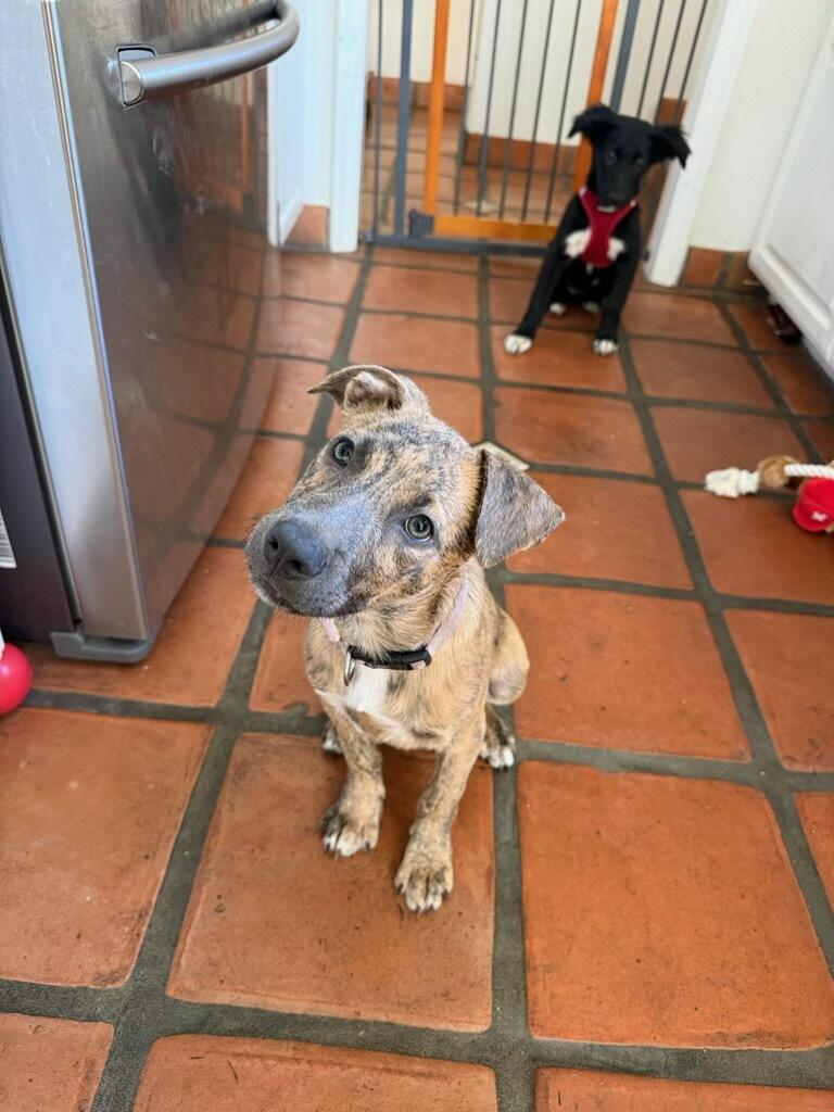 Enlarge Wrangler - Courtesy Listing see info, a ADOPTABLE mixed breed in Polson, MT image 2/3