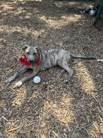 Enlarge Wrangler - Courtesy Listing see info, a Adoptable mixed breed in Polson, MT image 4/6