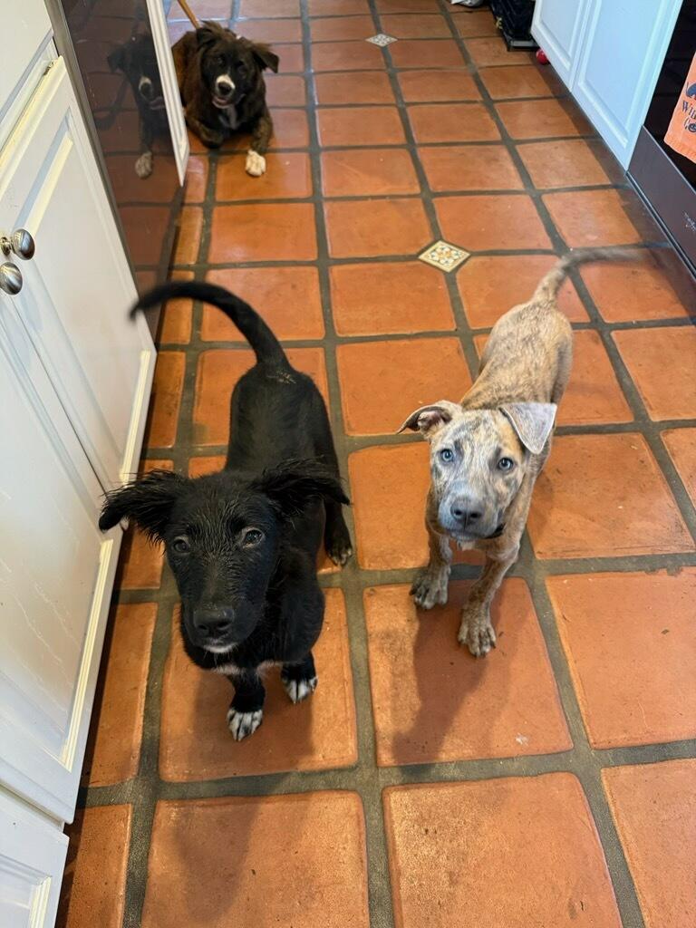 Enlarge Wrangler - Courtesy Listing see info, a ADOPTABLE mixed breed in Polson, MT image 1/3