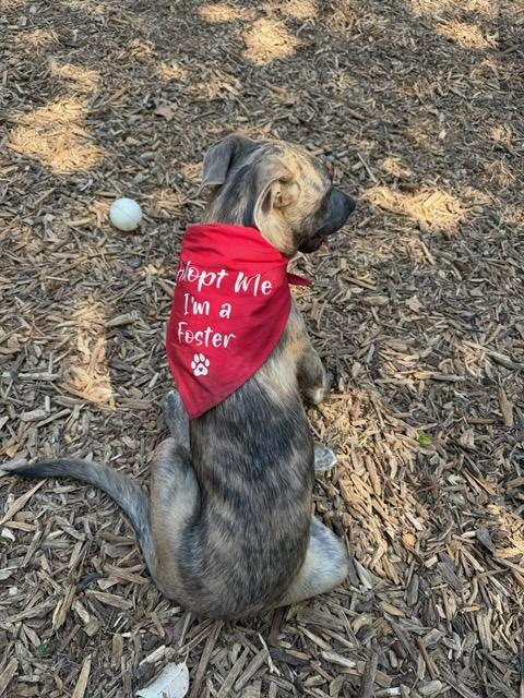 Enlarge Wrangler - Courtesy Listing see info, a Adoptable mixed breed in Polson, MT image 5/6