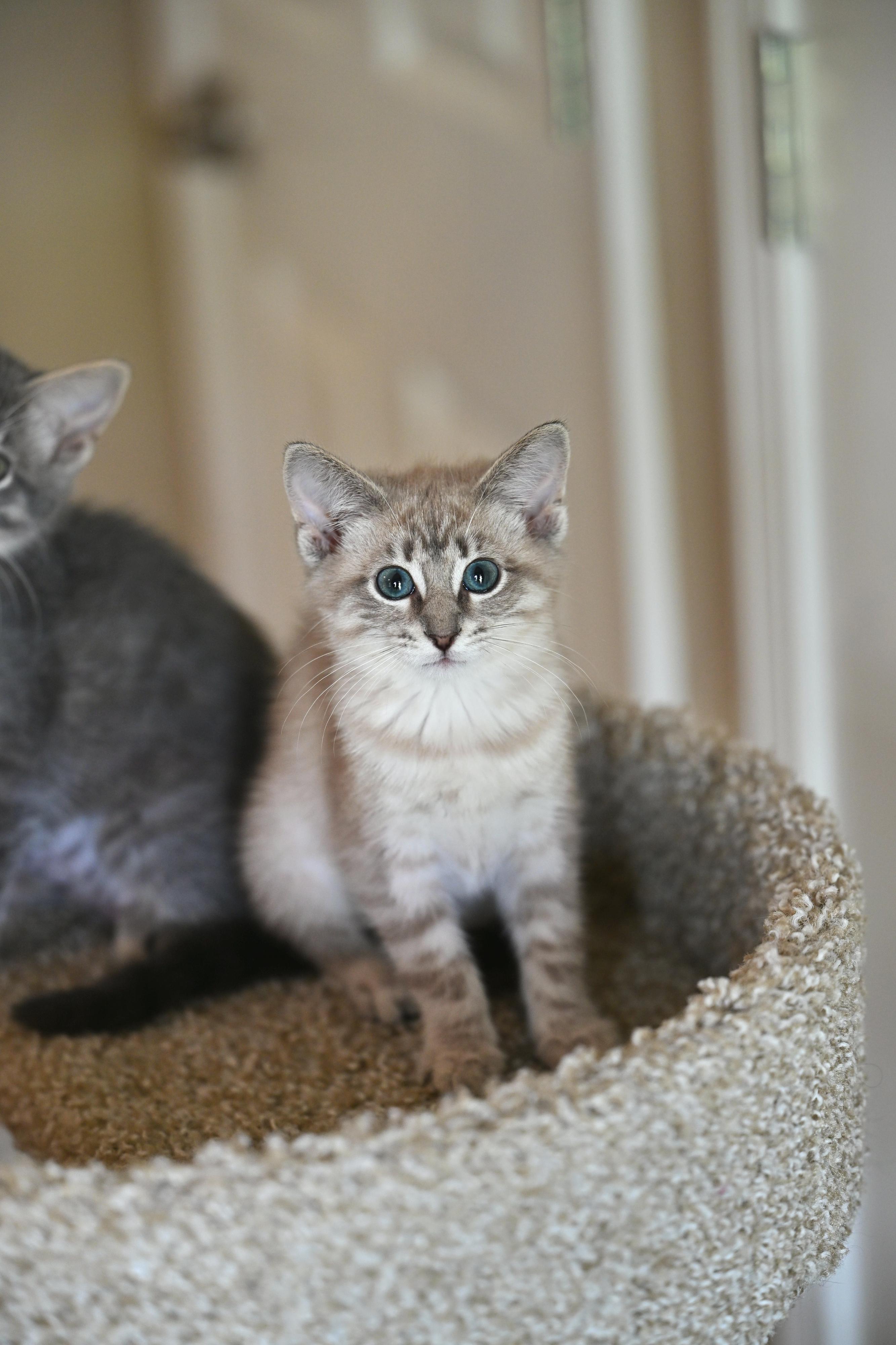 Amber, adopted, Kitten Female Siamese & Russian Blue.