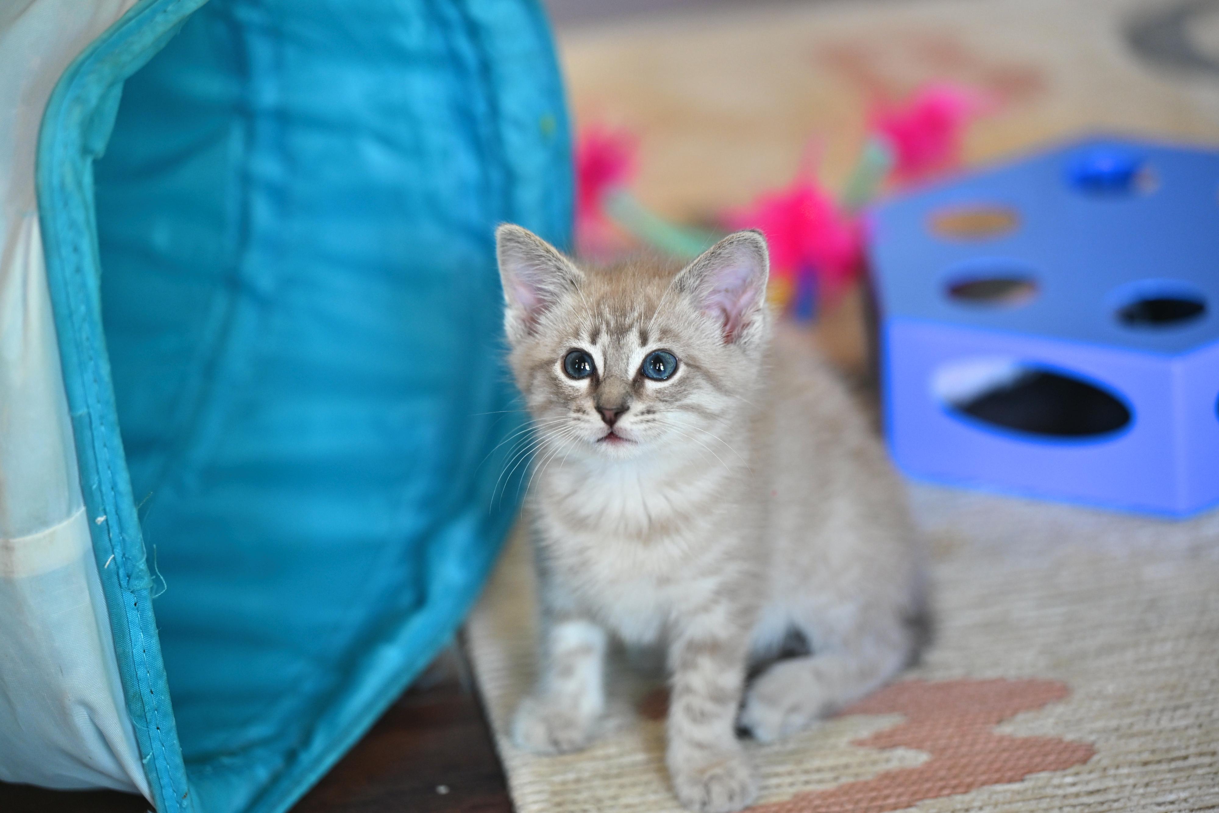 Amber, an adopted mixed breed in Wayland, MA image 4/4