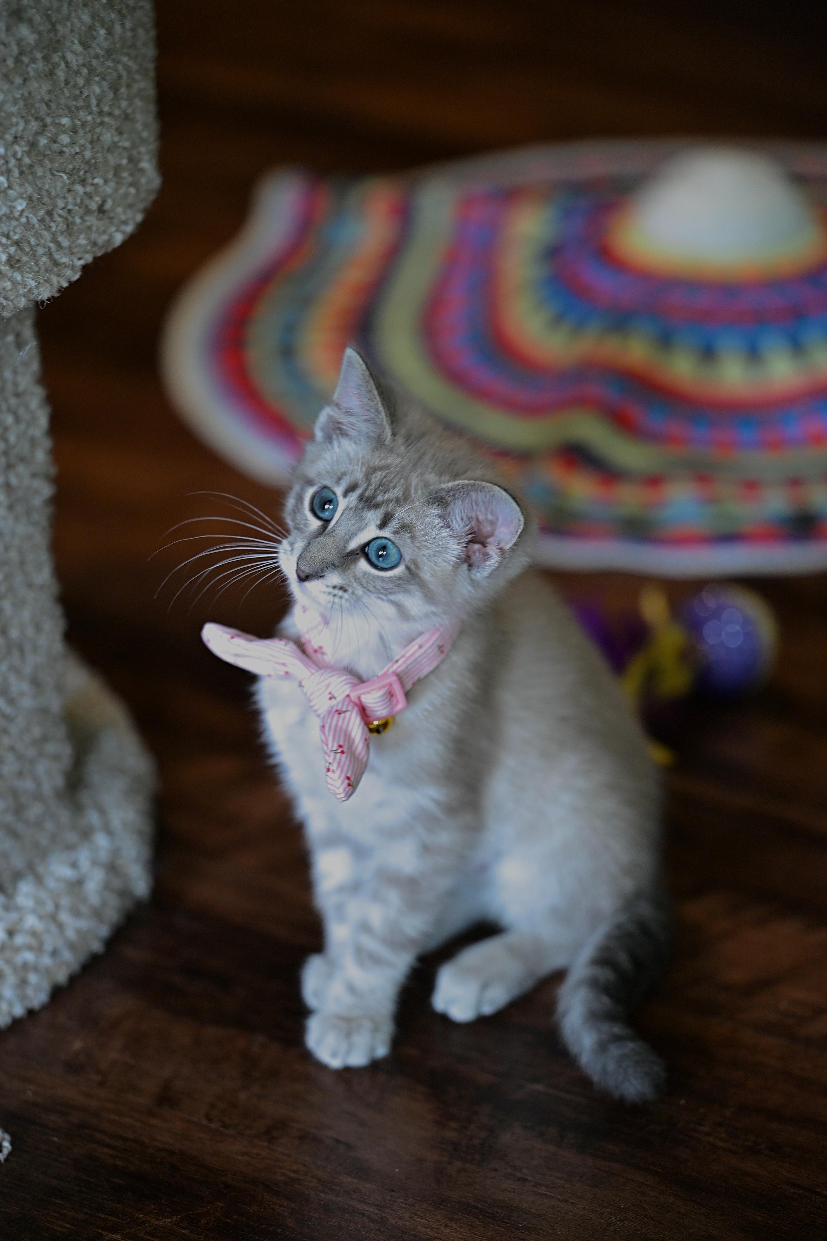 Amber, an adopted mixed breed in Wayland, MA image 3/4