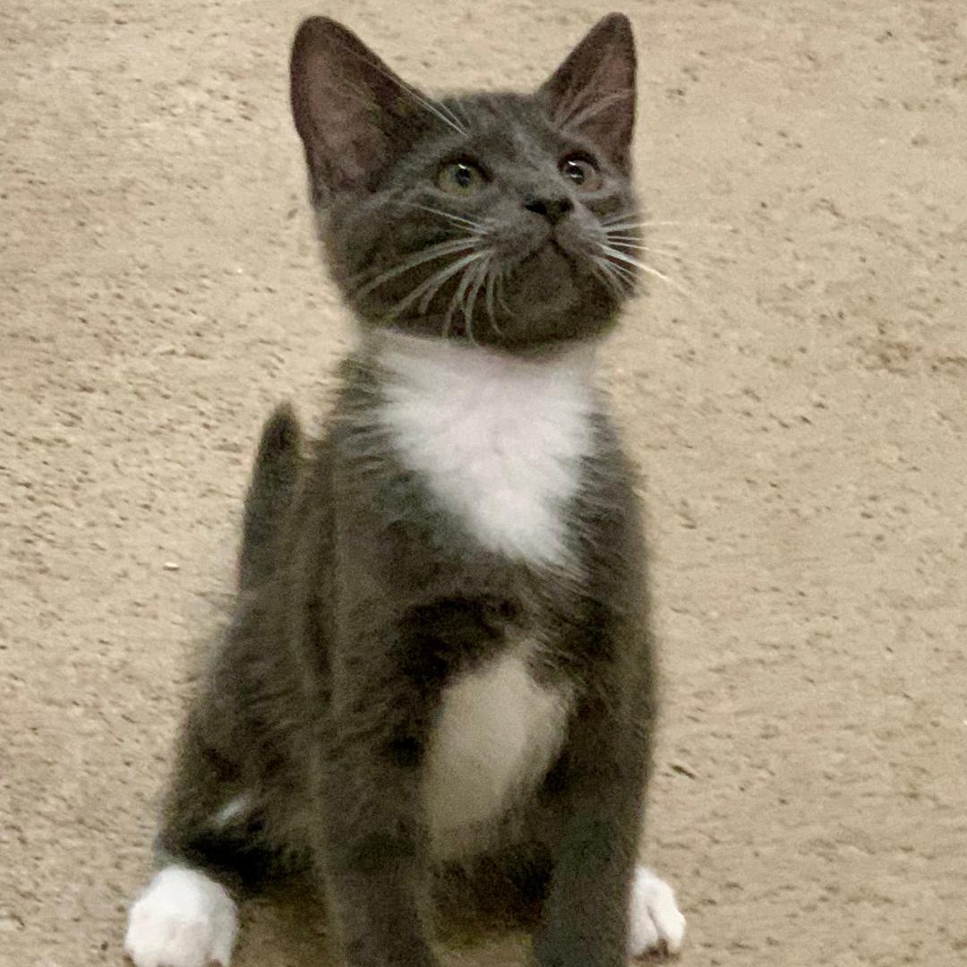 Phoenix, Baby Male unknown