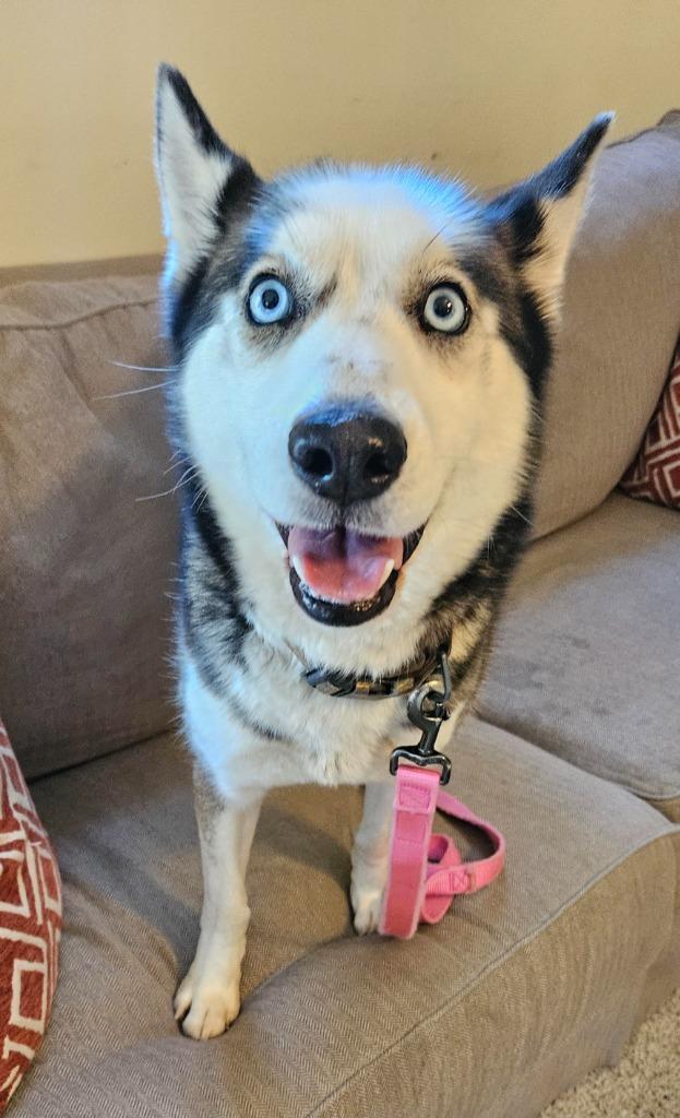 Snow, Adopted, Adult Female Husky.