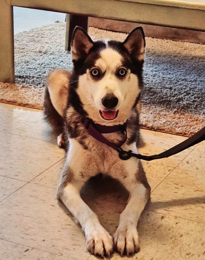 Enlarge Snow, a Adopted Husky in Hardeeville, SC image 2/2