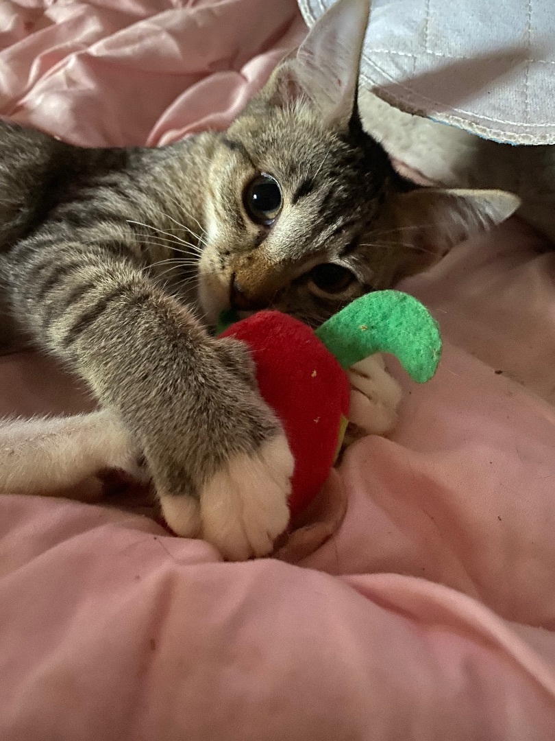 Billie, Braydon, Barrett, birdie, Blake , Adopted, Kitten Male Domestic Short Hair.