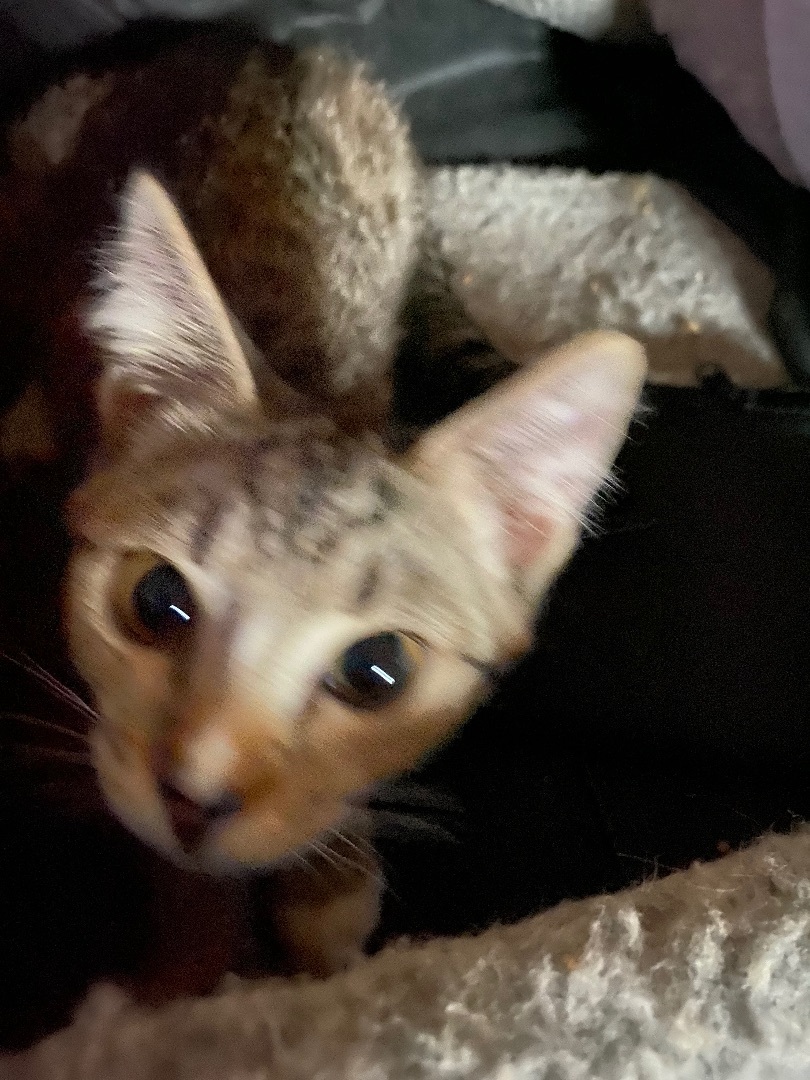 Enlarge Billie, Braydon, Barrett, birdie, Blake , a Adopted Domestic Short Hair in Woburn, MA image 2/3