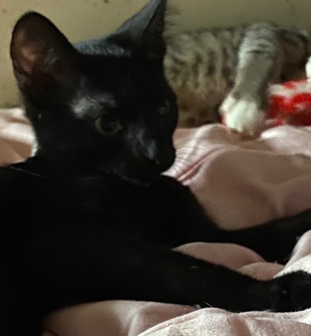 Enlarge Billie, Braydon, Barrett, birdie, Blake , a Adopted Domestic Short Hair in Woburn, MA image 3/3