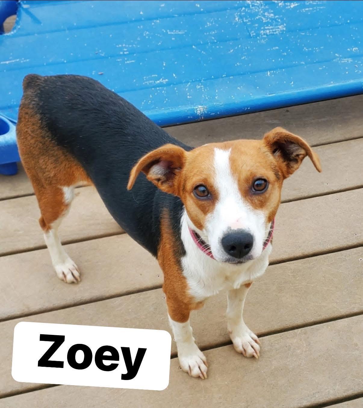 Zoey, ADOPTABLE, Adult Female Beagle & Jack Russell Terrier.