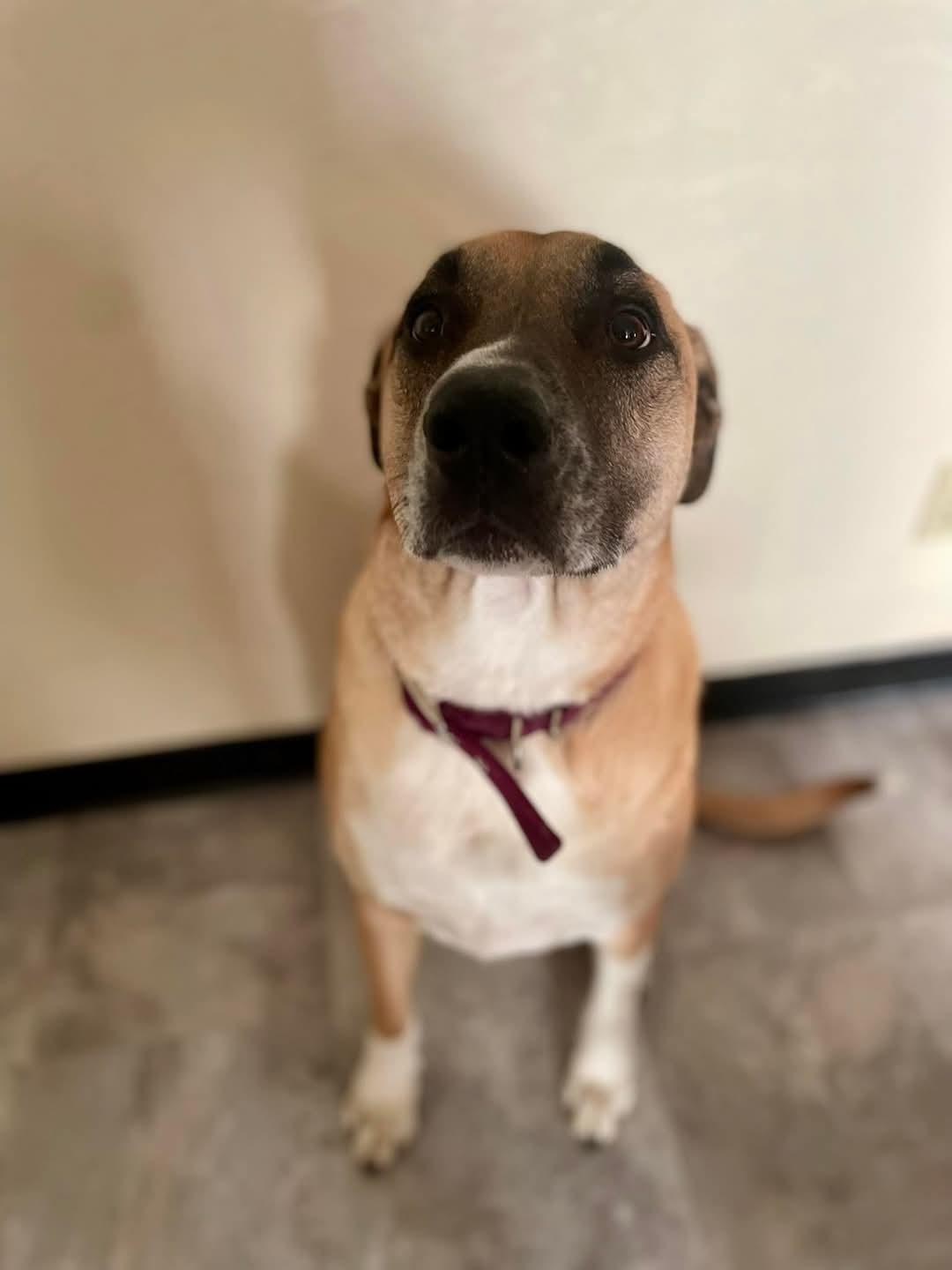 Rocky Balboa, a Adoptable mixed breed in Klamath Falls, OR image 1/4