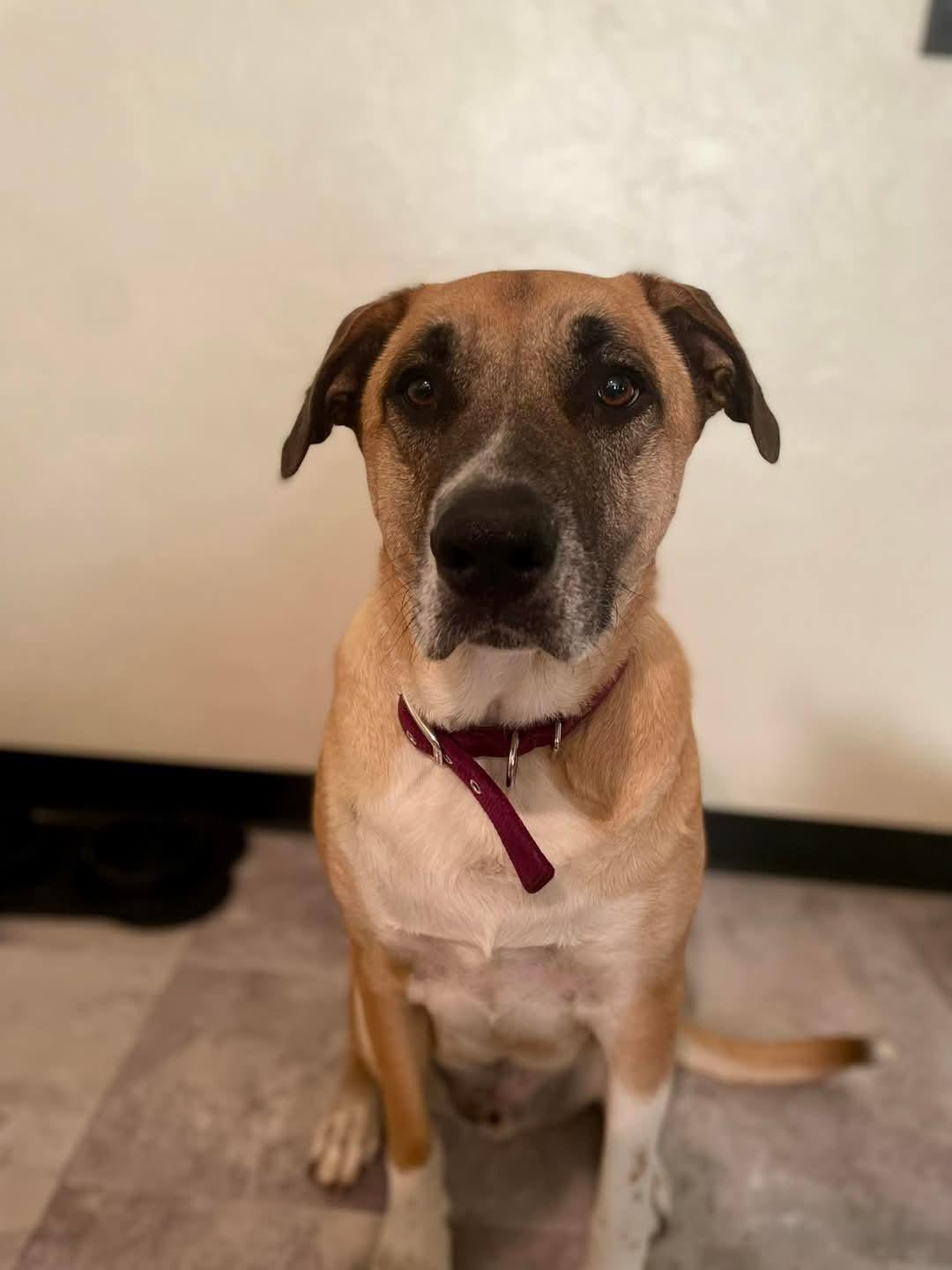 Rocky Balboa, a Adoptable mixed breed in Klamath Falls, OR image 2/4