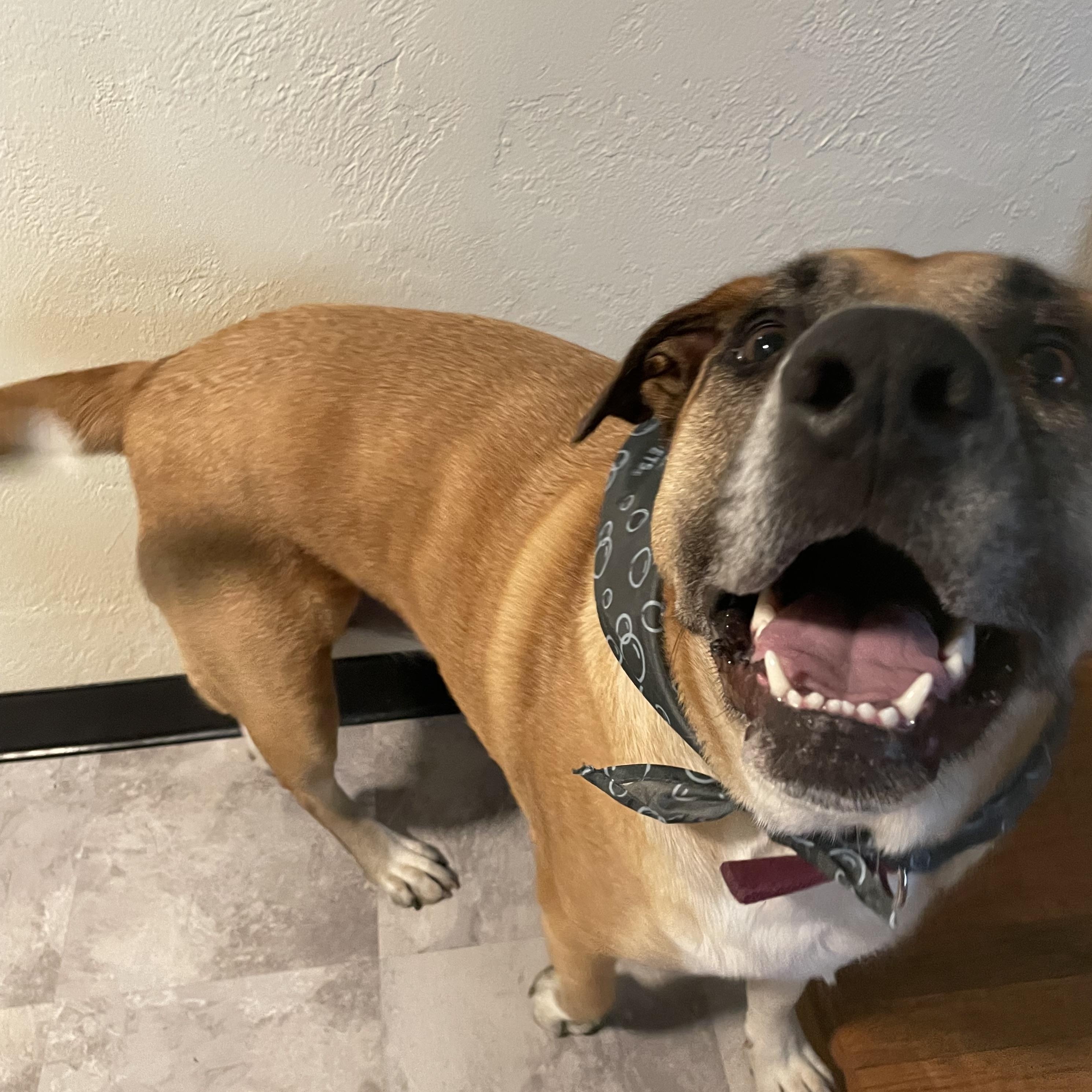 Rocky Balboa, an adoptable Shepherd in Klamath Falls, OR, 97603 | Photo Image 3