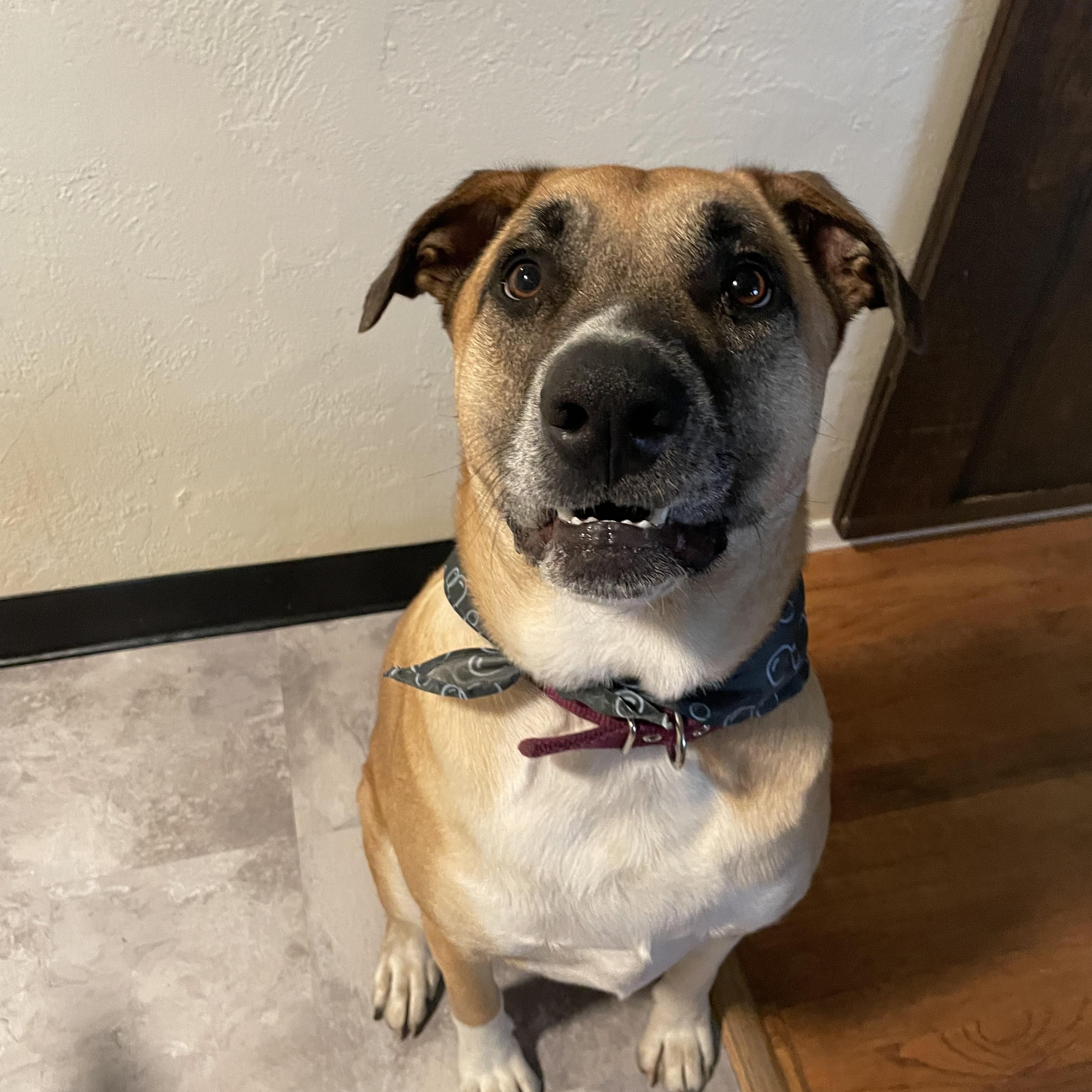 Rocky Balboa, a Adoptable mixed breed in Klamath Falls, OR image 4/4