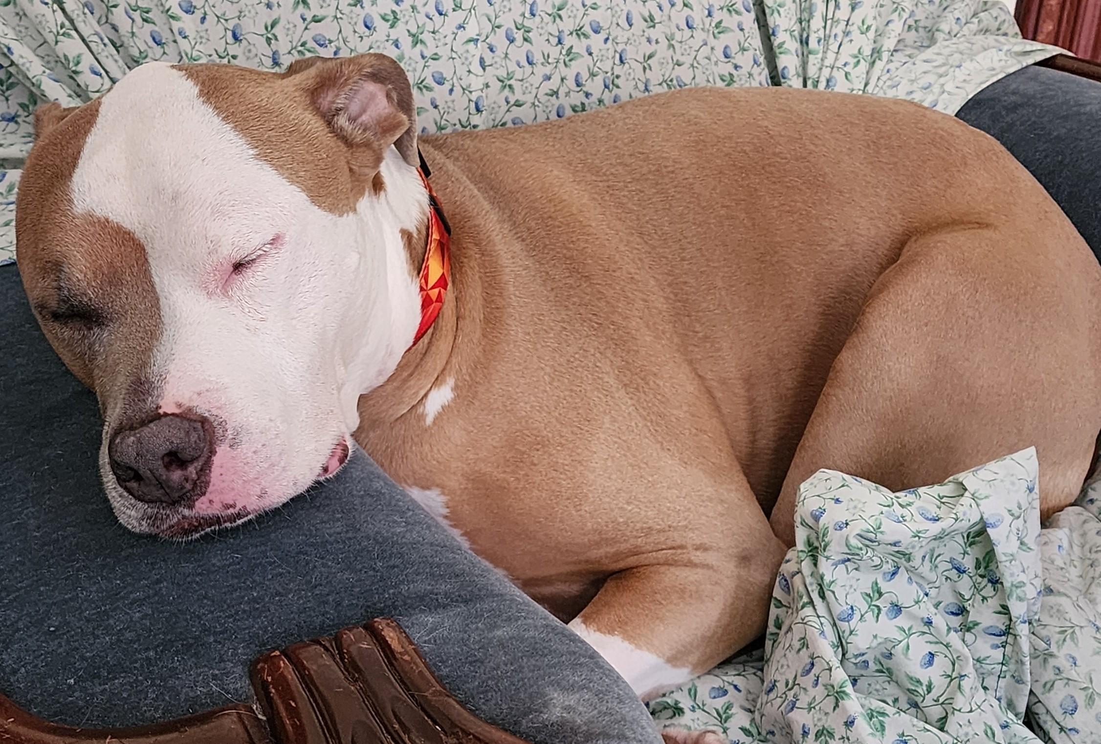 Cutie Cocoa Bean!, Senior Female unknown