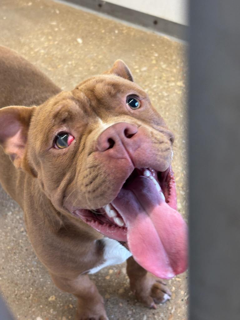 Enlarge Frank / Tank**, a Adopted mixed breed in Belton, TX image 1/1