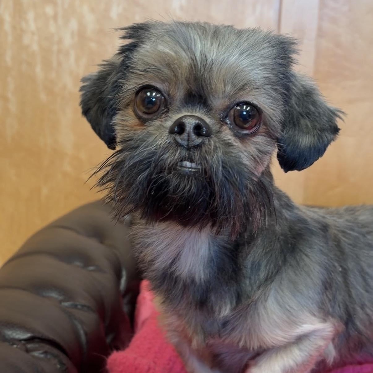 Peggy Sue, ADOPTABLE, Adult Female Shih Tzu.