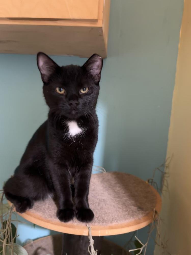 Spaz, Adoptable, Young Male Domestic Short Hair.