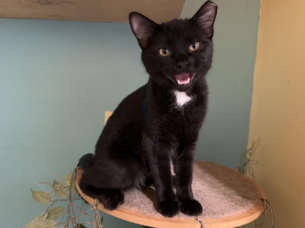 Enlarge Spaz, a Adoptable Domestic Short Hair in Germantown, OH image 4/5