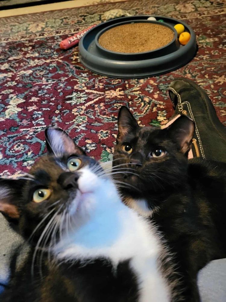 Enlarge Spaz, a Adoptable Domestic Short Hair in Germantown, OH image 5/5