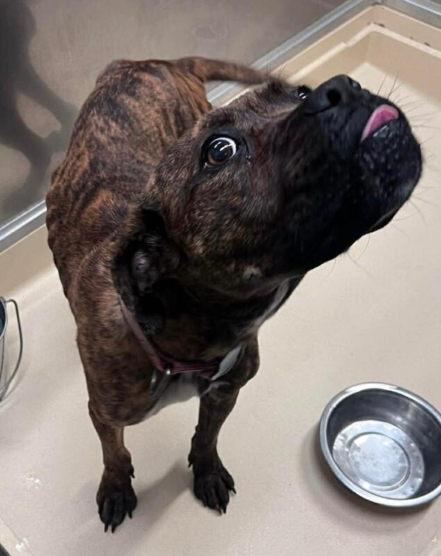Bandit, Adoptable, Adult Male Boxer.