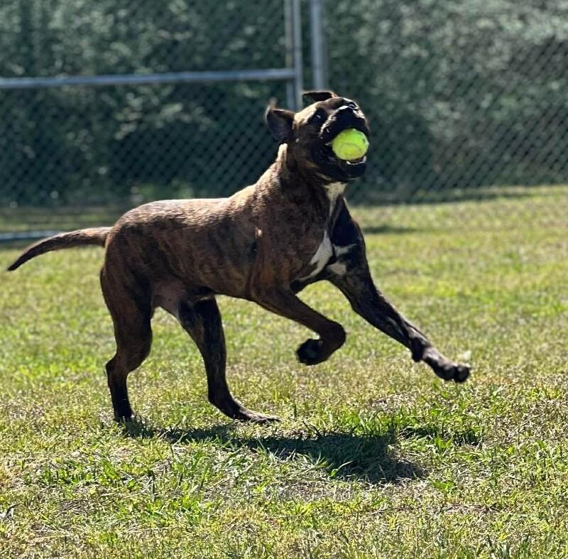 Enlarge Bandit, a Adoptable mixed breed in Burgaw, NC image 2/6