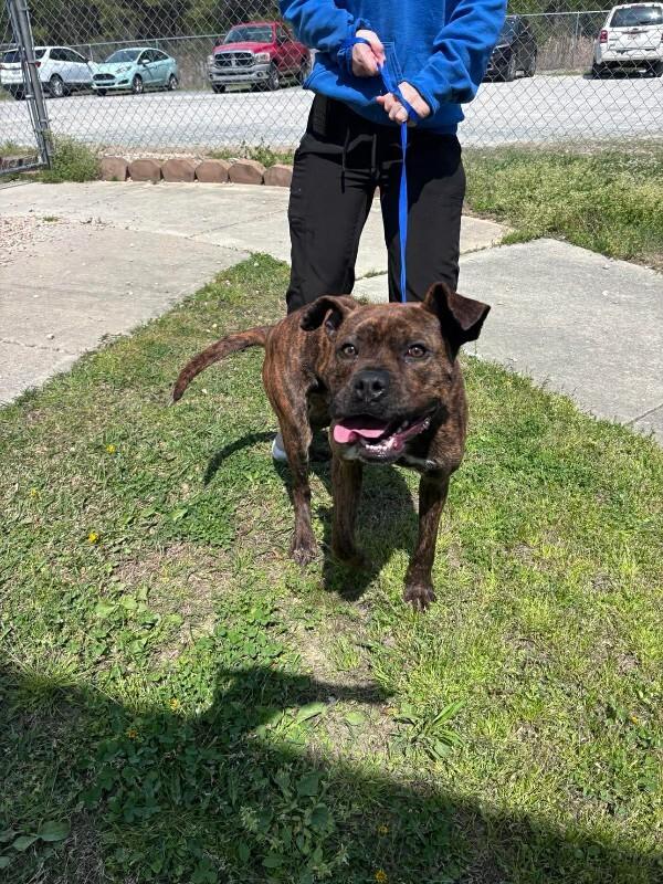 Enlarge Bandit, a Adoptable Boxer in Burgaw, NC image 3/3