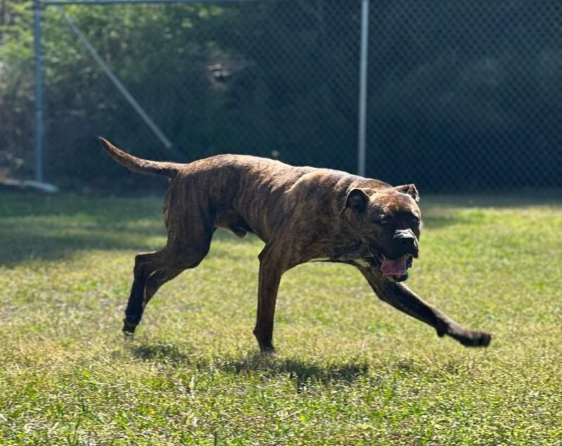 Enlarge Bandit, a Adoptable mixed breed in Burgaw, NC image 6/6
