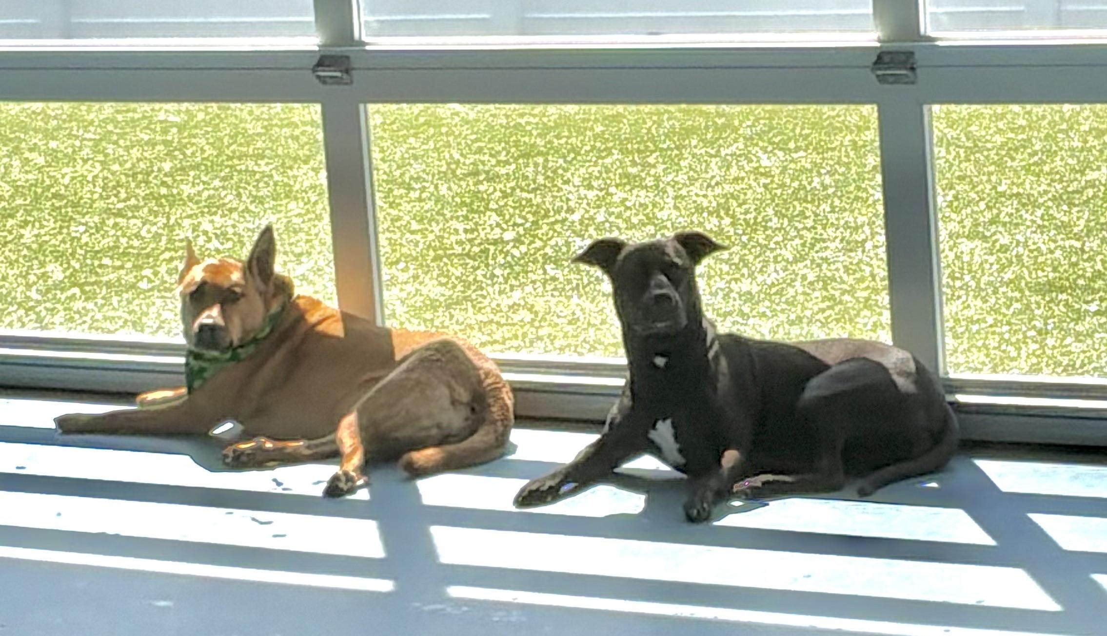 Enlarge Izzy (super sweet, kid & dog friendly), a ADOPTABLE mixed breed in Middlebury, CT image 5/6