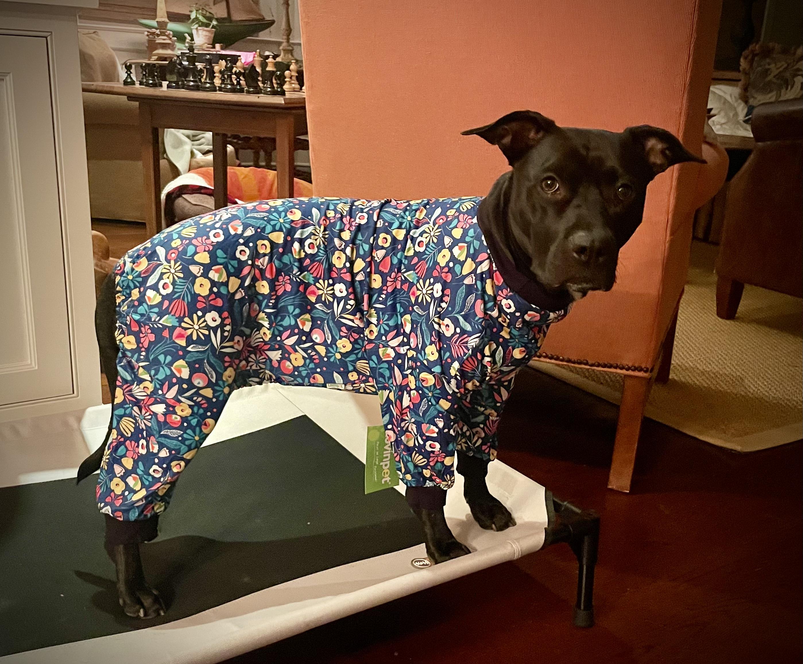 Enlarge Izzy (super sweet, kid & dog friendly), a ADOPTABLE mixed breed in Middlebury, CT image 3/6