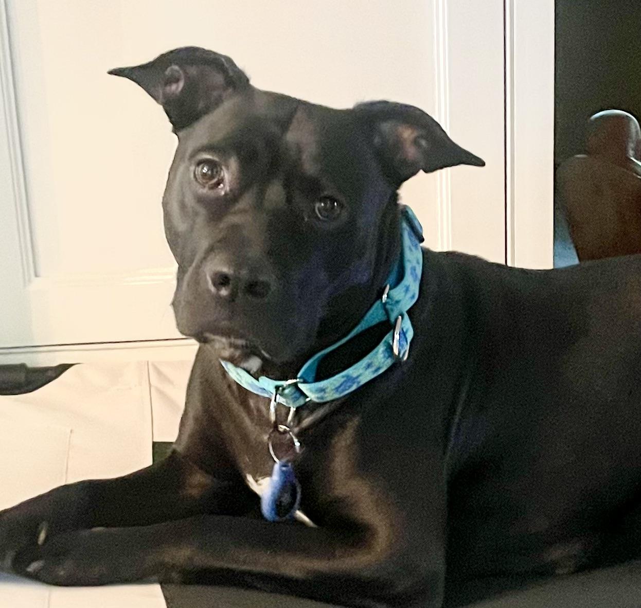 Enlarge Izzy (super sweet, kid & dog friendly), a ADOPTABLE mixed breed in Middlebury, CT image 2/6