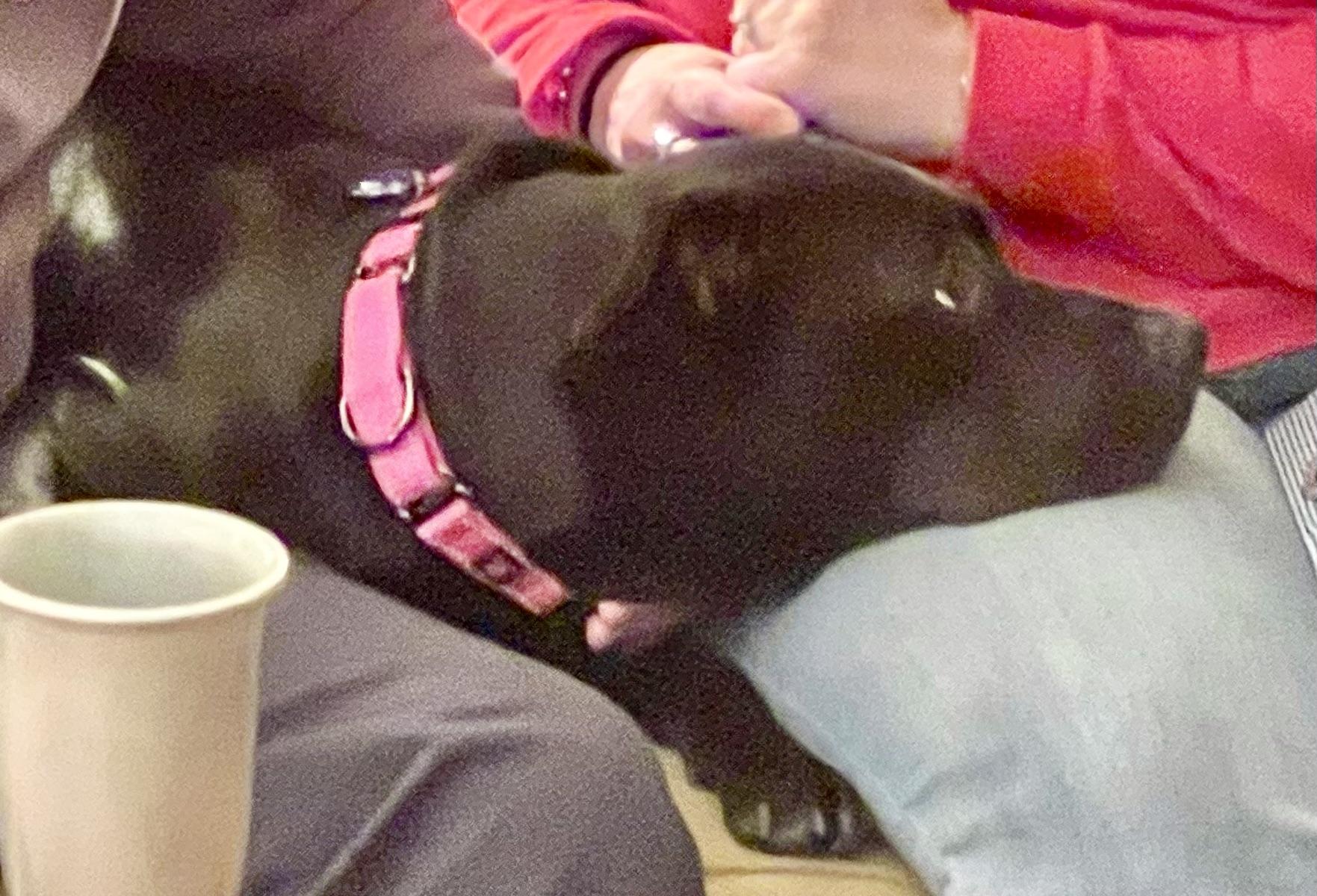 Enlarge Izzy (super sweet, kid & dog friendly), a ADOPTABLE mixed breed in Middlebury, CT image 4/6