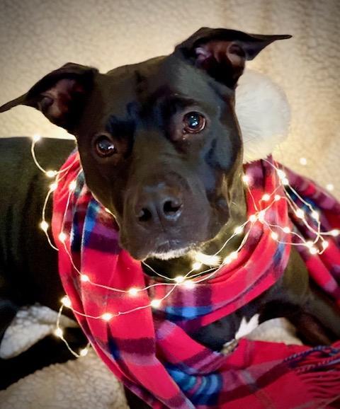 Enlarge Izzy (super sweet, kid & dog friendly), a ADOPTABLE mixed breed in Middlebury, CT image 1/6