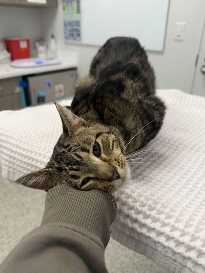 Huntus #2, Adoptable, Adult Male Domestic Short Hair.