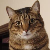 Enlarge Marco, a ADOPTABLE Domestic Short Hair in Brooklyn, NY image 2/3