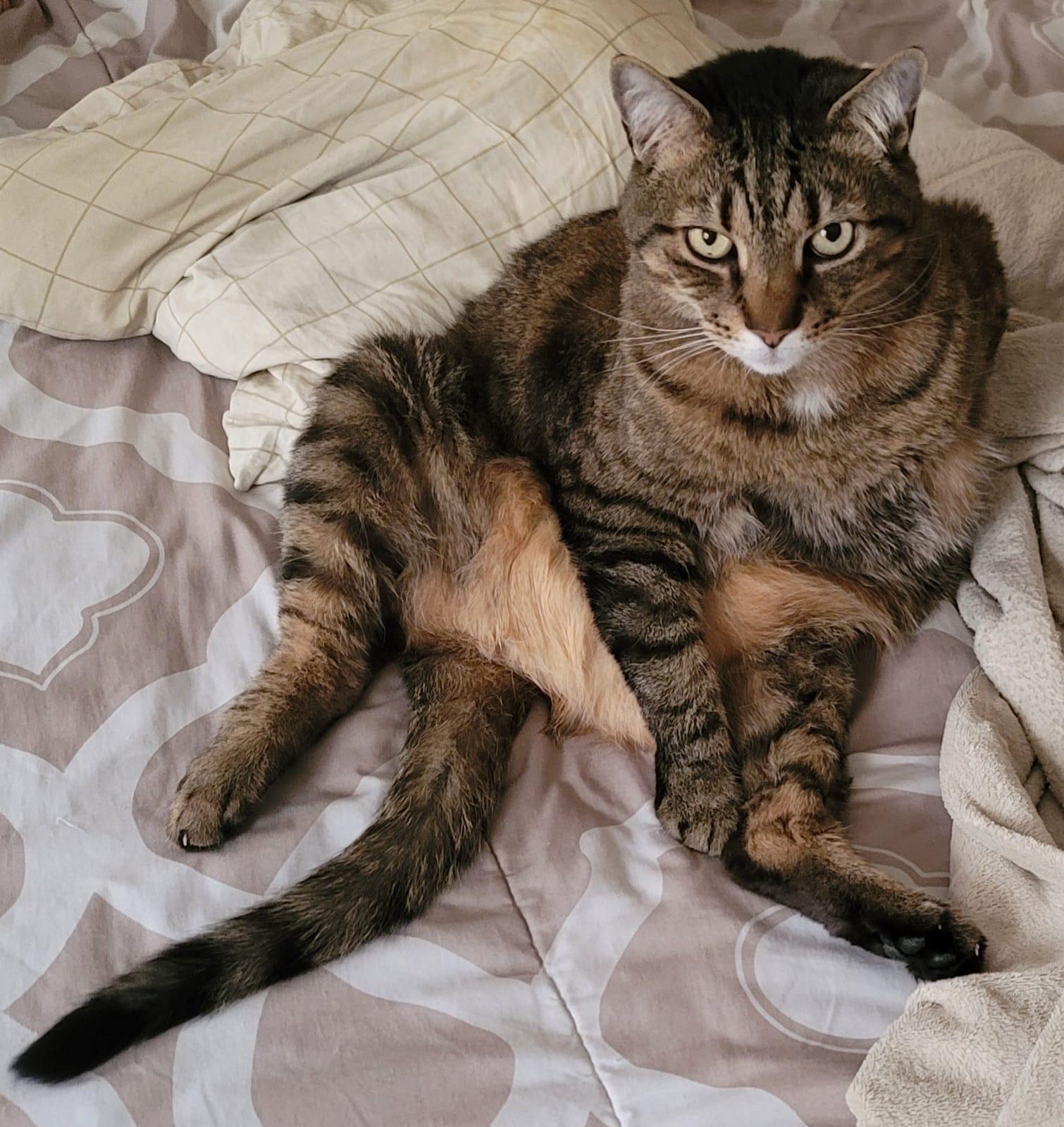 Marco, ADOPTABLE, Adult Male Domestic Short Hair.