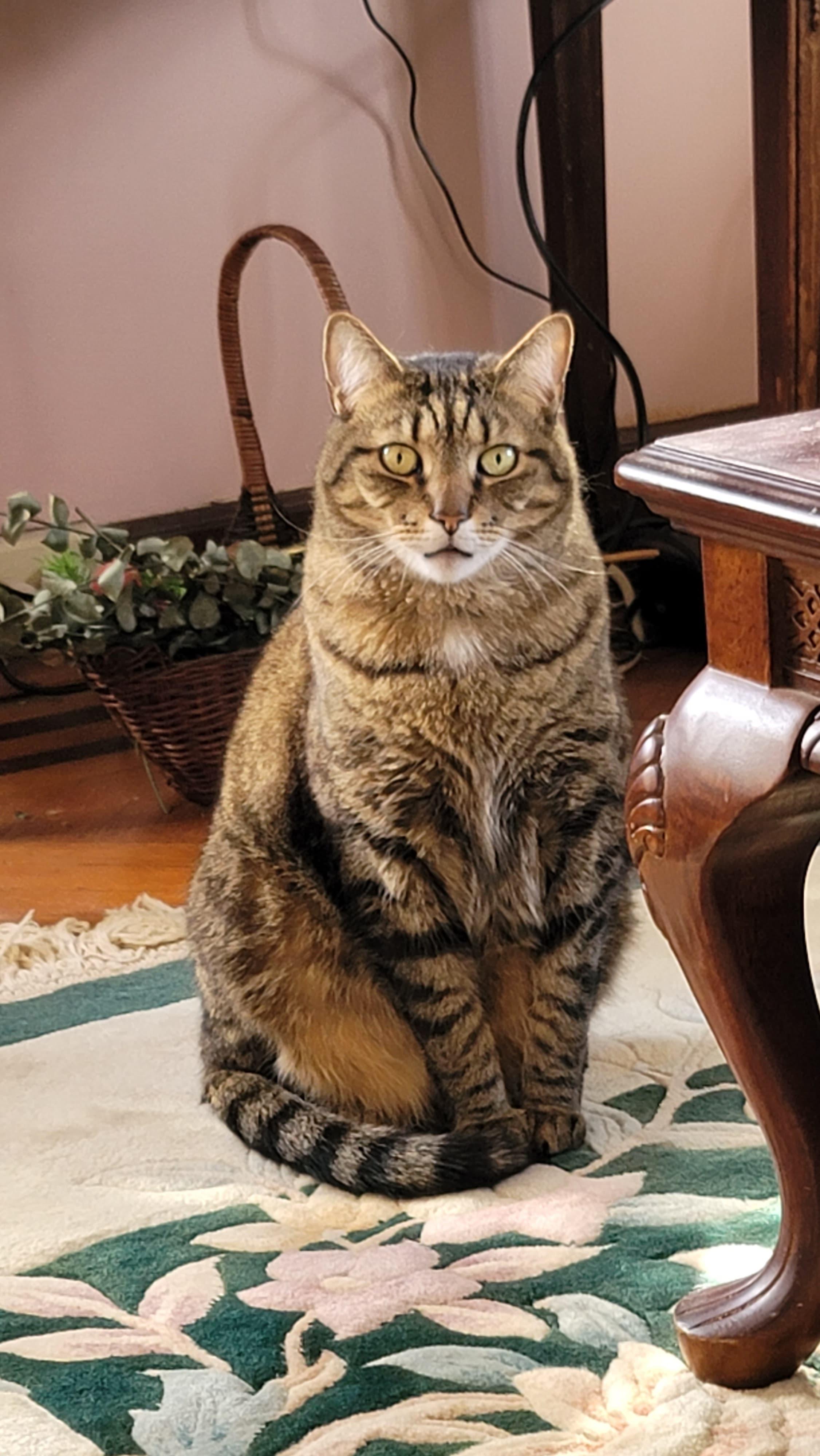 Enlarge Marco, a ADOPTABLE Domestic Short Hair in Brooklyn, NY image 3/3