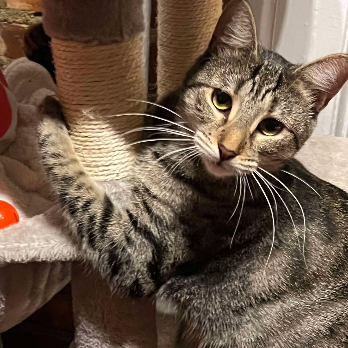Lovely Lyric, Adult Female Domestic Short Hair
