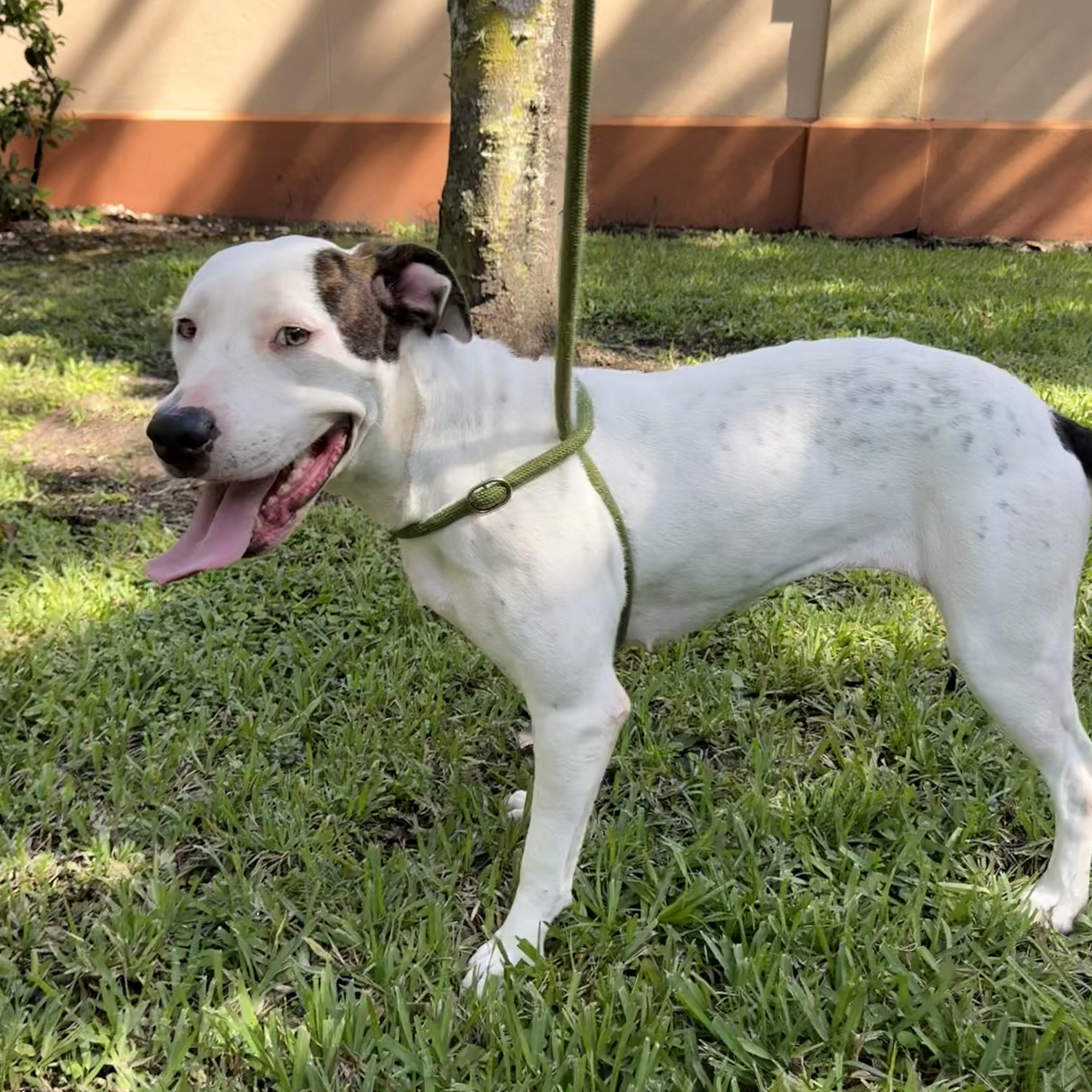 Lady, an adopted American Bulldog in St. Augustine, FL image 3/4
