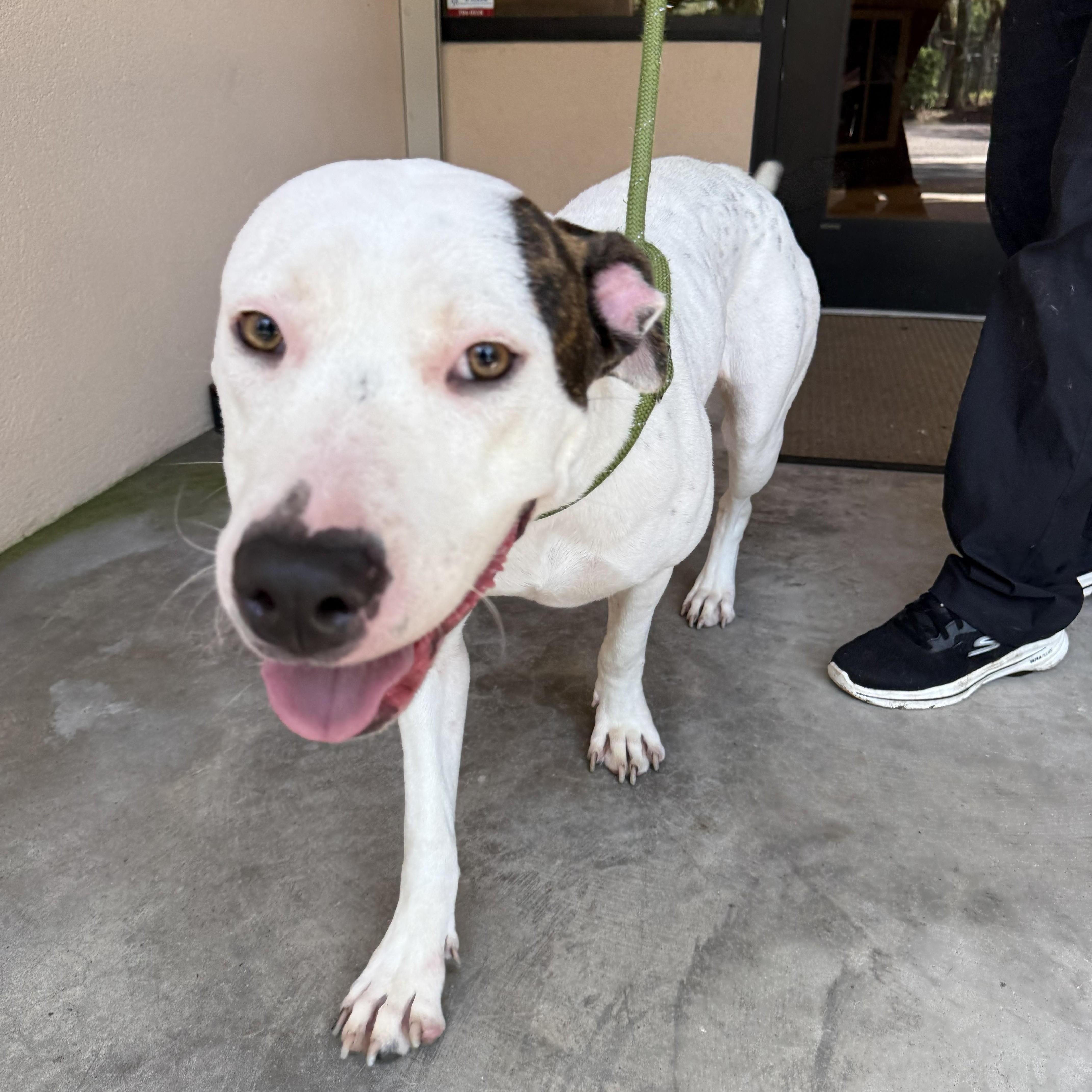 Lady, an adopted American Bulldog in St. Augustine, FL image 4/4